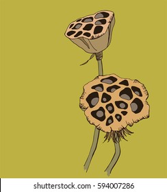 
lotus seed pods