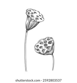 Lotus seed pods vector illustration hand drawn with ink and isolated on white background. Objects for label and logo design