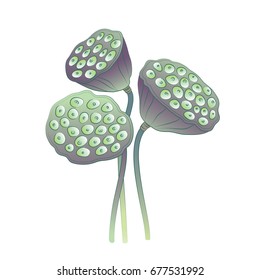 Lotus seed pods - Vector Illustration