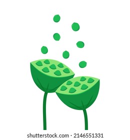 Lotus seeds on white background. Seed Pod of Sacred Lotus Flower.