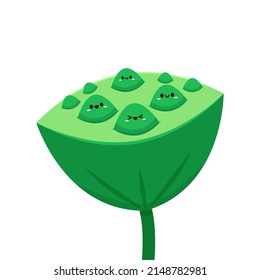 Lotus seeds on white background. Seed Pod of Sacred Lotus Flower. Lotus seed character design. Seed Pod cartoon.