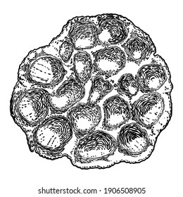 Lotus seeds pod drawing. Dry water lily box seeds. Vector. 