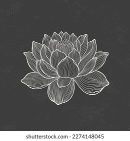 Dibujo de Lotus con líneas elegantes. Flor aislada en un fondo oscuro. Loto botánico vintage. Ilustración vectorial.