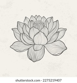 Dibujo de Lotus con líneas elegantes. Flor aislada en un fondo claro. Loto botánico vintage. Ilustración vectorial.