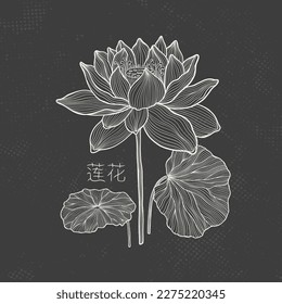 Lotus sketch with fine graceful lines. Isolated flower on a dark background. Vintage etching botanical lotus. The inscription of the hieroglyph means "Lotus". Vector illustration.