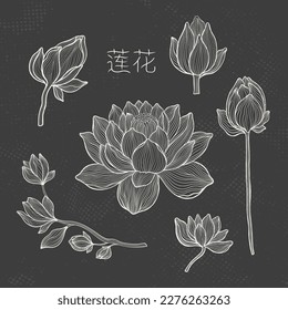 Lotus sketch with fine graceful lines. Isolated flower on a dark background. Vintage etching botanical lotus. The inscription of the hieroglyph means "Lotus".Vector illustration.