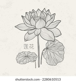 Lotus sketch with fine graceful lines. Isolated flower on a light background. Vintage etching botanical lotus. The inscription of the hieroglyph means "Lotus".Vector illustration.