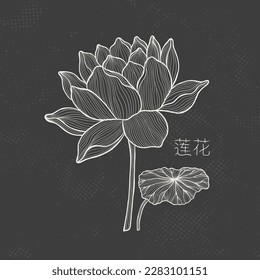 Lotus sketch with fine graceful lines. Isolated flower on a dark background. Vintage etching botanical lotus. The inscription of the hieroglyph means "Lotus".Vector illustration.