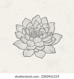 Lotus sketch with fine graceful lines. Isolated flower on a light background. Vintage etching botanical lotus. Vector illustration.