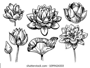 Lotus Sketch Hand Drawn Illustration Vector Stock Vector (Royalty Free ...