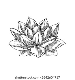 Lotus sketch. Hand-drawn botanical illustration. Spa, wellness, organic cosmetics logo design. NOT AI generated