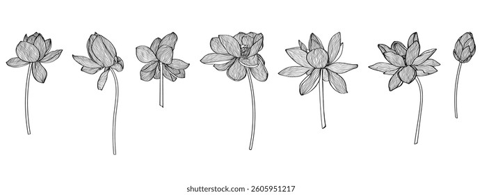 Lotus Vector element. lotus line arts design for packaging template, pattern design element, vintage background, logo.