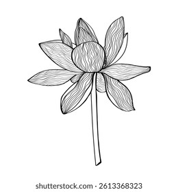Lotus Vector element. lotus line arts design for packaging template, pattern design element, vintage background, logo.