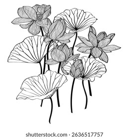 Lotus Vector element. Lotus line arts design for packaging template, pattern design element, vintage background, logo.