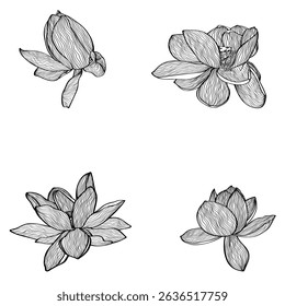 Lotus Vector element. Lotus line arts design for packaging template, pattern design element, vintage background, logo.