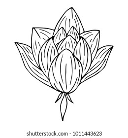 Lotus vector illustration. Doodle style. Design, print, logo, decor, textile, paper.