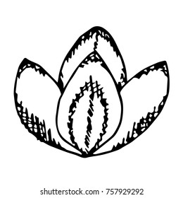 Lotus vector illustration. Doodle style. Design, print, logo, decor, textile, paper