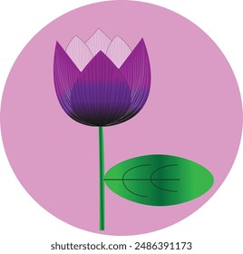 A Lotus vector image illustration