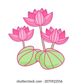 Lotus vector on white background.