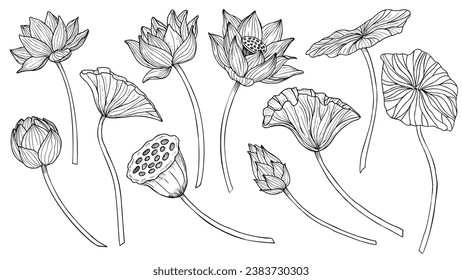 Lotus vector set. Linear drawing with flowers and leaves in black and white colors. Engraved illustration of water lily in outline style for spa or Zen design. Monochrome etching for icon or logo.