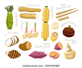 Lotus, wasabi, taro, arrowhead roots. Water chestnut, gobo root, batat, chinese yam. Set of asian vegetables, ingredients for cooking. Vector flat illustrations.