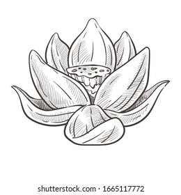 Lotus water flower isolated sketch vector. Bud and petals, water plant blossom, spa and beauty symbol, botany and flora. Hand drawn biological species, oriental nature element pencil drawing