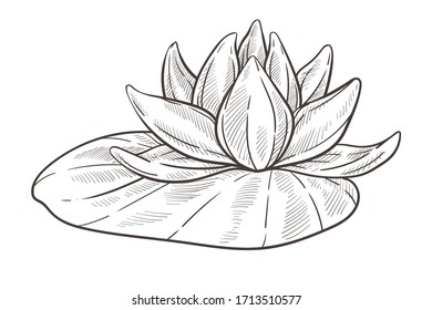 Lotus water flower isolated sketch vector. Bud and petals, water plant blossom, spa and beauty symbol, botany and flora. Hand drawn biological species, oriental nature element pencil drawing