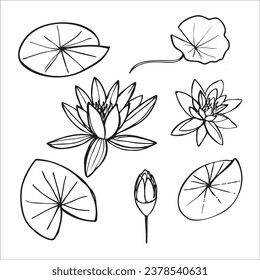 Lotus water lilies flowers and leaves hand drawn sketch vector illustration on isolated background. Aquatic plant nenuphar with cup-shaped floating flowers decorative element for design, print, paper