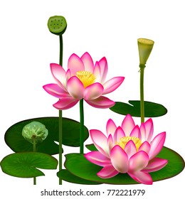 Lotus. Water lily. Lily. Beautiful flower. Composition of Buttons, Leaves and Seeds of lotus plants. Beautiful Gift Background and Decoration. Reelistic drawing. Stock vector.