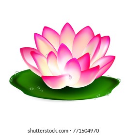 Lotus. Water lily. Drawing a realistic water lily. Vector image.