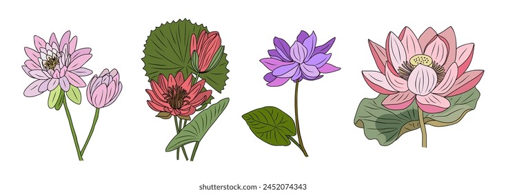 Lotus, Water Lily flower colored vector drawing. 