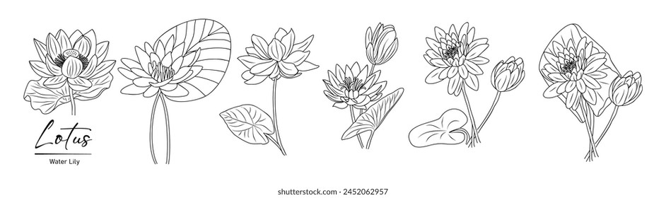 Loto, dibujo de Vector de la línea de flores de lirio de agua. 