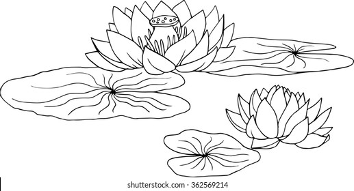 lotus, water lily flowers and leaves, hand drawn vector illustration