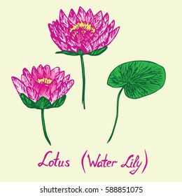 Lotus (Water Lily) flowers and leaves set, with inscription, hand drawn doodle, sketch in pop art style, isolated vector illustration (pink)