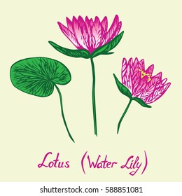 Lotus (Water Lily) flowers and leaves set, with inscription, hand drawn doodle, sketch in pop art style, isolated vector illustration (pink)