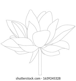 Lotus. Water lily. Vector stock illustration. Outline on an isolated background. Coloring book for children. Floral sketch. Swamp plant. Mysterious water lily. Nenuphar. Idea for book, web design.