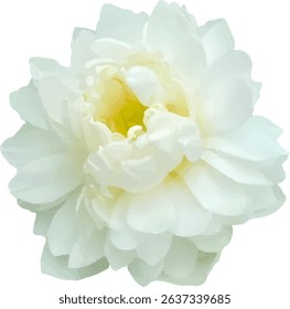 lotus white and bloom design14