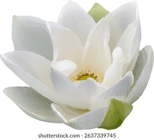 lotus white and bloom design16