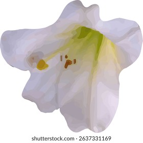 lotus white and bloom design6
