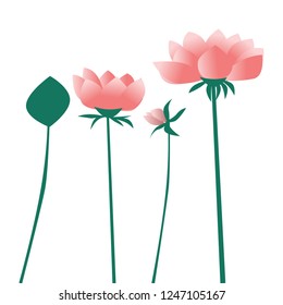 lotus wild flowers  vector art