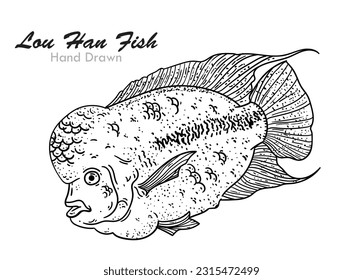 Lou Han fish sketch hand drawn black and white line art. Fish Feed, Ornamental Fish, Collector, Drawing.