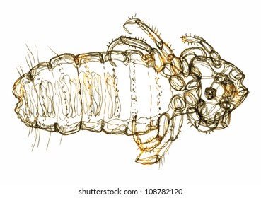 louse - hand drawing converted to a vector