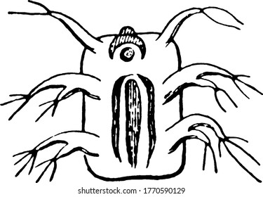 Louse is a small wingless parasitic insects in the family Pediculidae that live on the skin of mammals and birds., vintage line drawing or engraving illustration. 