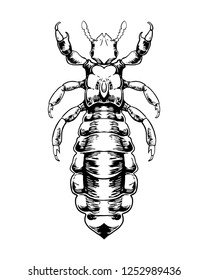 Louse vector hand drawn illustration.