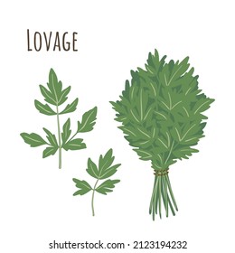 Lovage bunch and separate twigs collection of spicy herbs. Flat style