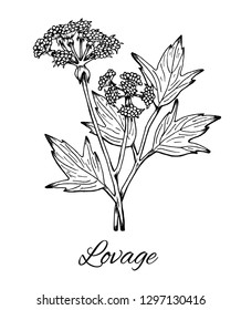 Lovage. Hand drawn ink sketch of Levisticum officinale. Vintage line art, Medicinal herb and spice, flowers with leaves. Botanical vector illustration isolated on white. 