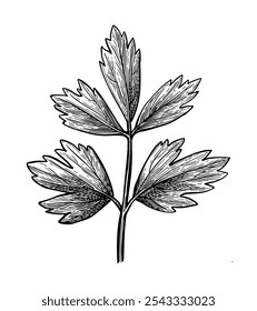 Lovage. Hand drawn ink sketch isolated on white background. Vintage style.