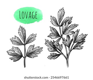 Lovage. Hand drawn ink sketch of herb. Vintage style.