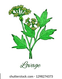 Lovage. Hand drawn sketch of Levisticum officinale. Medicinal herb and spice, flowers with leaves. Botanical  color vector illustration isolated on white. 