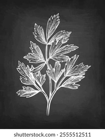 Lovage herb. Chalk sketch on blackboard background. Hand drawn vector illustration. Retro style.